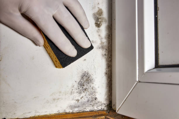 Best Basement Mold Removal  in Northford, CT
